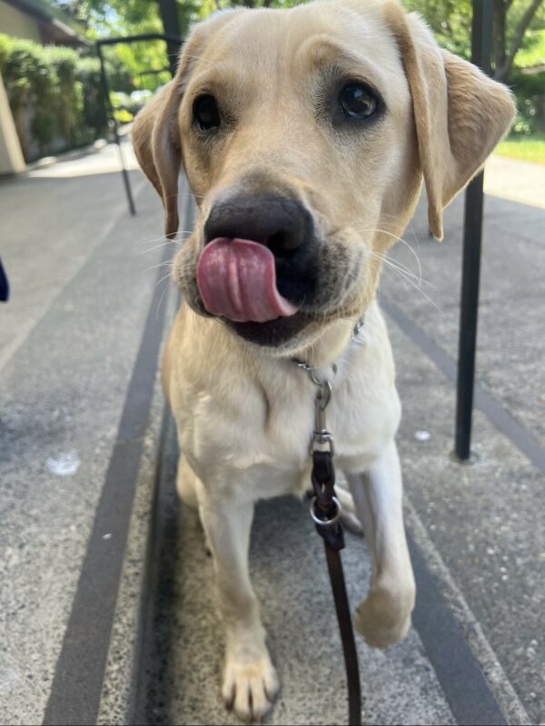 Aspen is sitting on a step on the GDB campus. She is looking at her instructor. Her tongue is out as she is licking her nose.