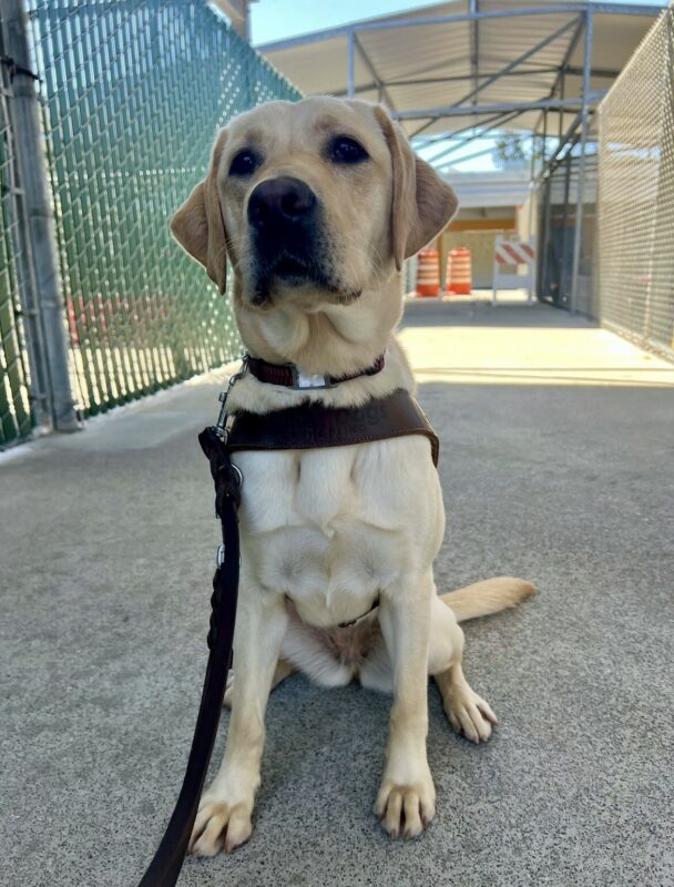 Aspen is sitting in a kennel complex hallway. She is wearing her harness and looking into the camera.