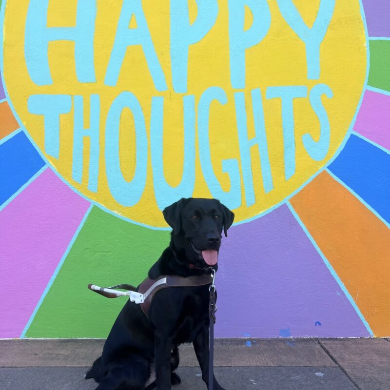 Bailey is wearing her harness and sitting in front of a colorful mural that says
