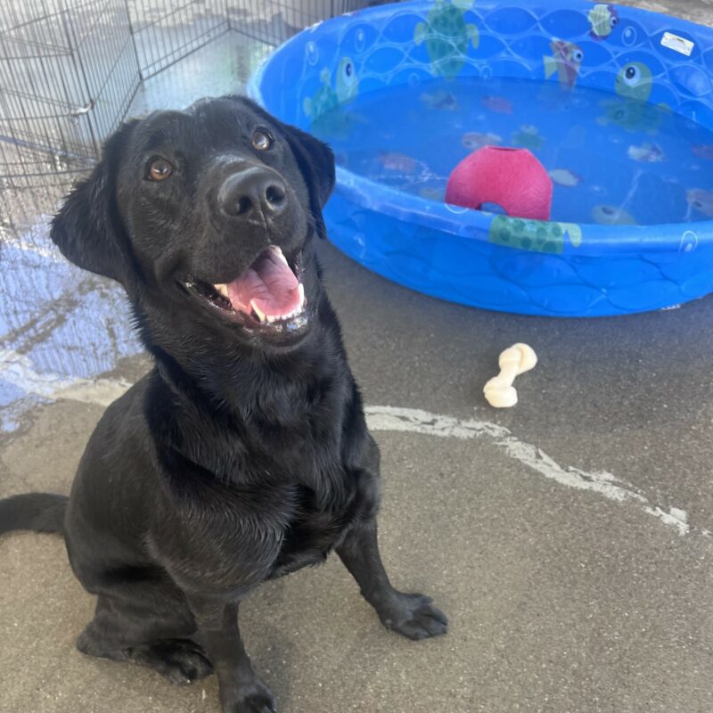 Bailey is sitting in the community run area next to a blue kiddie pool half full of water. She is looking up at the camera with a big smile on her face.