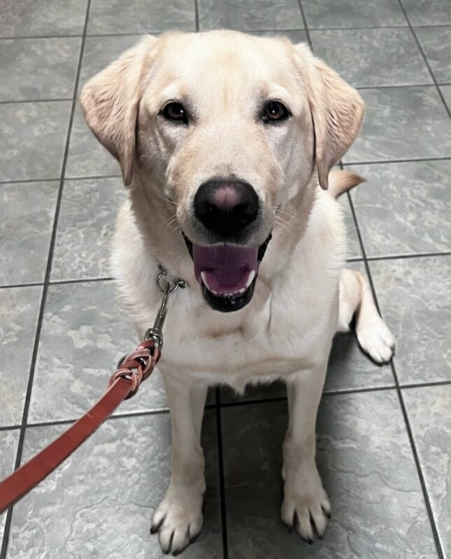 Baxter sits on a tiled floor looking up happily at the camera with a grin.