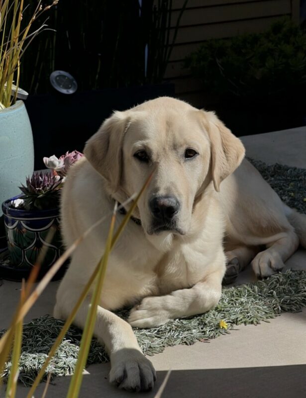 Baxter lies in the sun in a backyard setting. Various potted plants surround the area.