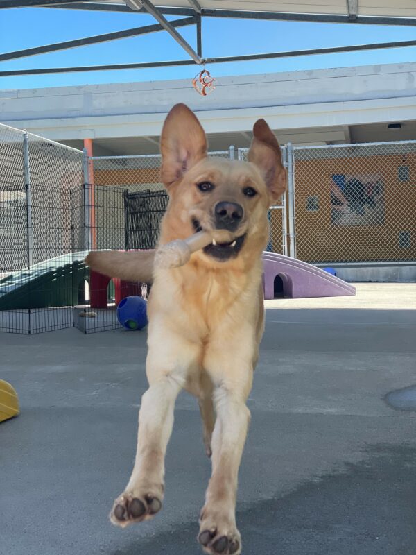 Becker is pictured in CR, on campus, where group play takes place. Becker has a bone in his mouth and both ears in the air and appears to be jumping high off the ground.