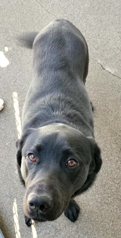 Black lab Blaine is standing outdoors looking up.