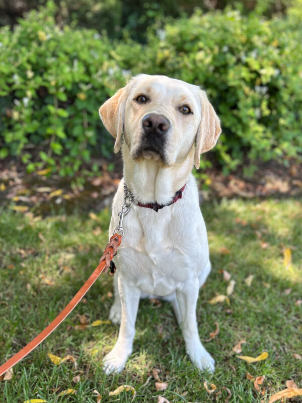 Bloom sits on the shady grass, head tilted at the camera