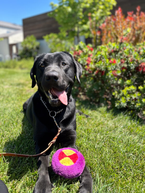 Bruce lies on the sunny green grass with a purple toy between his paws and his big pink tongue hanging out of his mouth