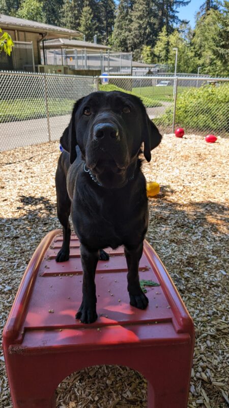 <p>Captain stands on a red play structure in a area covered by barkchips looking directly at the camera. The fence, other toys and other campus buildings can be seen behind her.</p>