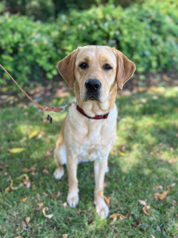 Chai sits at attention on the shady green grass on a campus walk
