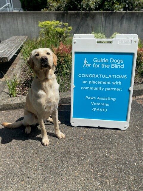 Yellow Lab Champion sitting next to a blue sign congratulating him on being accepted at PAVE