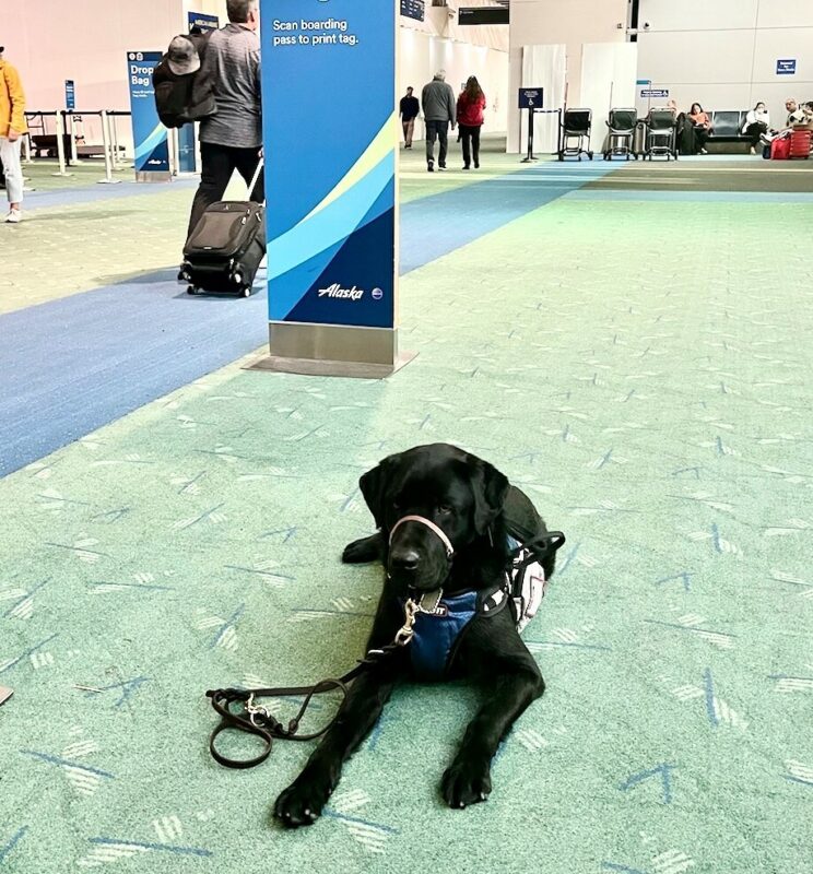 Black Lab Chandler wearing his PAVE vest, laying on the iconic PDX airport carpet at the Alaska ticketing area.