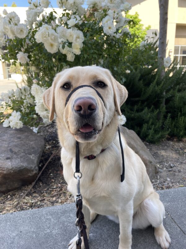 Cinda sits in front of a white rose bush while out on a walk. She is wearing a black gentle leader and is looking directly at the camera.