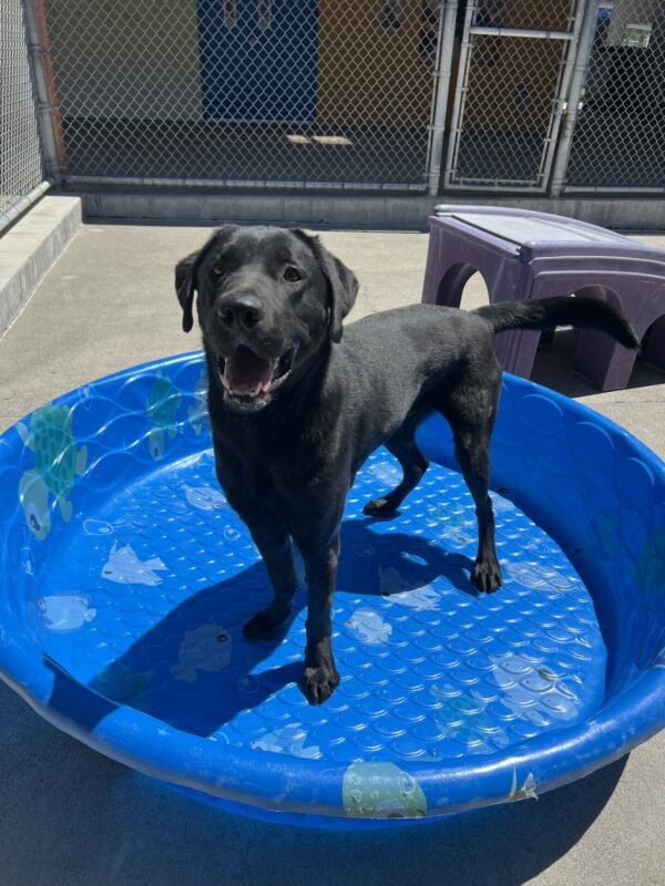 Conrad is standing in an empty blue pool in the community run area of the kennels. He is looking up past the camera expectantly.