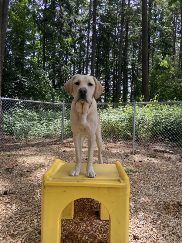 Conway stands on a yellow set of play stairs in a fenced play yard. There are many large trees in the background and some blue sky and sunshine peeking through the trees.