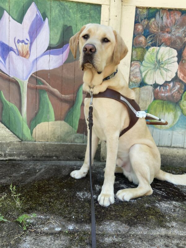 Conway sits in his guide dog harness in front of a wall with two paintings. On the left side is a large purple flower with a green stem and leaves. On the right side, is what appears to be an assortment of small red and orange pumpkins, green apples, and other fruit. He looks very professional as he focuses on his handler.