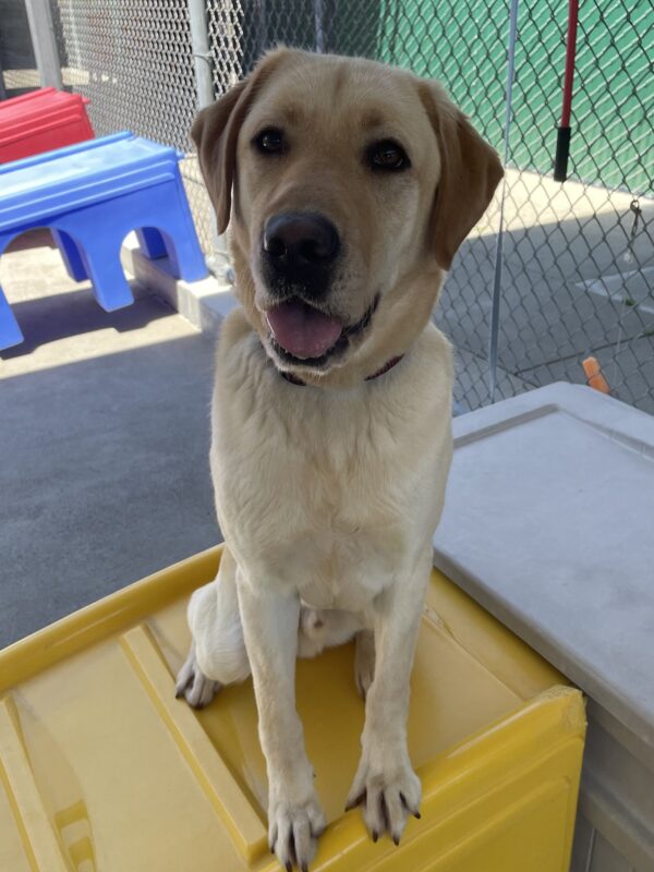 Dauphin sits on a yellow play structure in a community run area. He is looking at the camera.