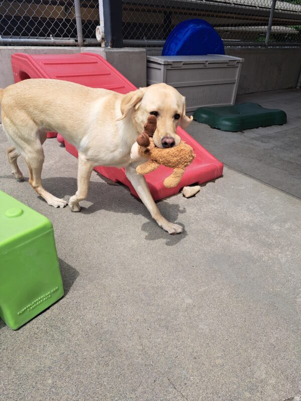 Yellow lab (Donovan) running with a brown toy in his mouth.