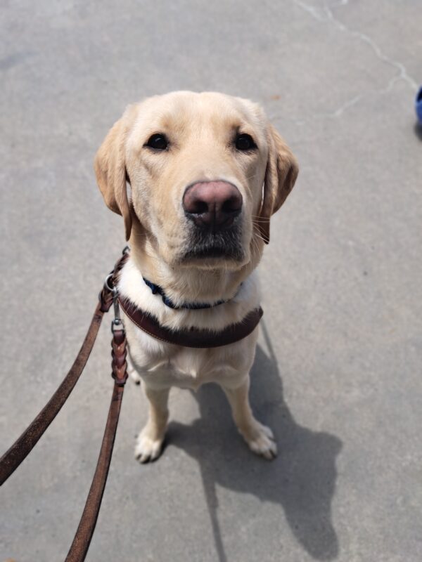 Yellow lab (Donovan) sits in harness on concrete.