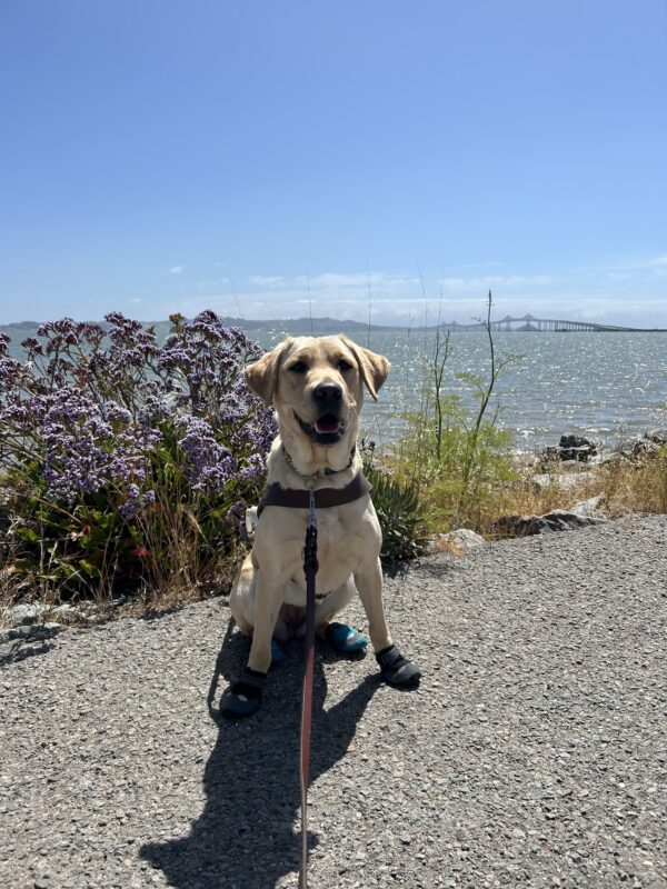 Emma sits in harness on a running trail. She is also wearing gray/black booties on all her feet. The water of the San Rafel Bay, some beautiful purple flowers, and the Richmond bridge can be seen on the background.