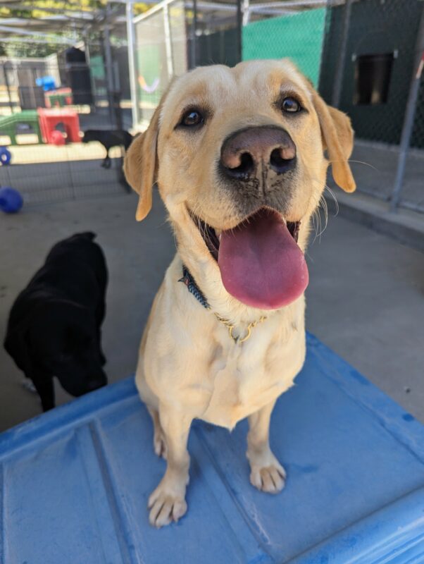 Emma sits atop a blue play structure in community run. Her eyes are on the camera with a big smile and her tongue sticking out. Two black labs can be seen on the background.