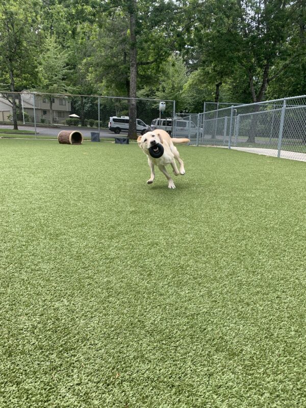 Male yellow lab