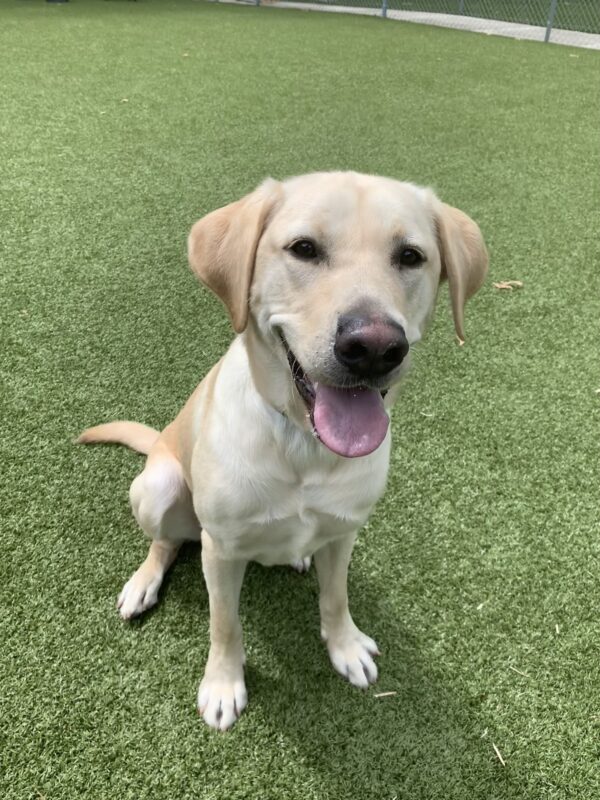 Male yellow lab