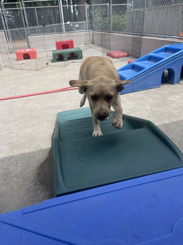 Fatima, a female yellow lab, climbs a green plastic play structure in community run towards her instructor. Both her ears are flying up and she looks like baby Yoda.