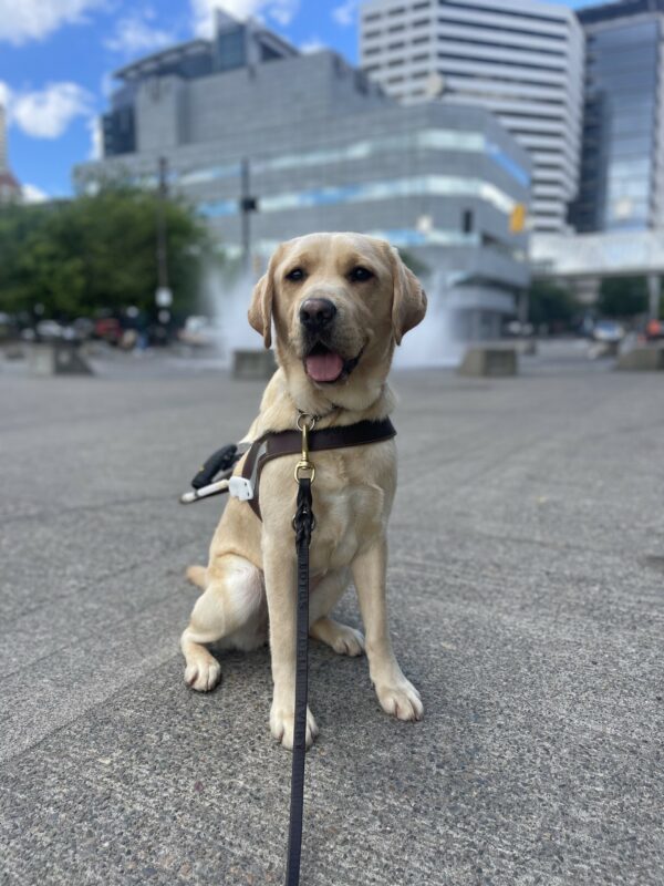 Fatima, a female yellow lab, sits in harness in front of a water fountain in downtown Portland. Behind her is a city scape, tall building, and a blue sky. She has her tongue hanging out.