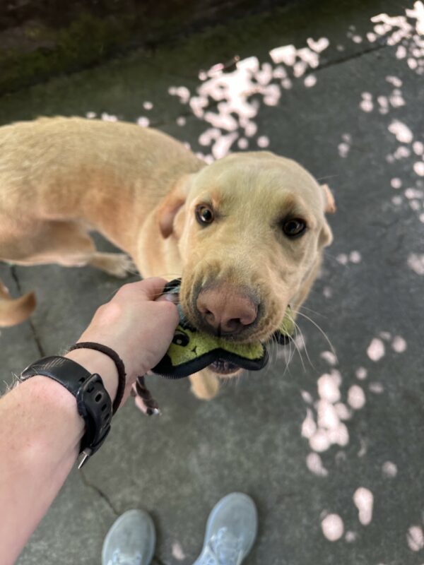 A male yellow lab, Flynn, is taking a small hedgehog stuffie from his instructor as she hands it to him.