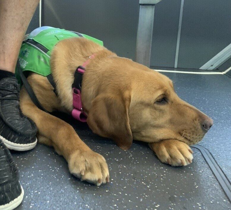 Yellow lab Gaelic laying by a person's foot. She's wearing her green service vest.