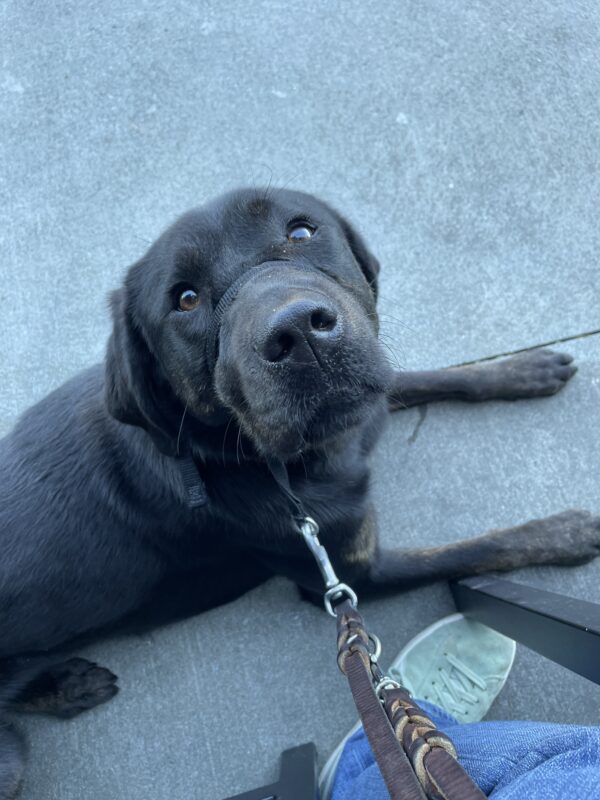 Genie lies on concrete next to a metal chair. She is looking up directly at the camera.