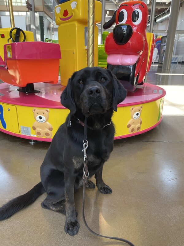 Genie sits in front of a small, colorful children's carousel. She is looking inquisitively at the camera.