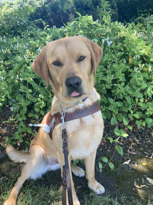 Hastings sits in harness in front of a green plant with white flowers behind him. His tongue is poking out of his mouth.