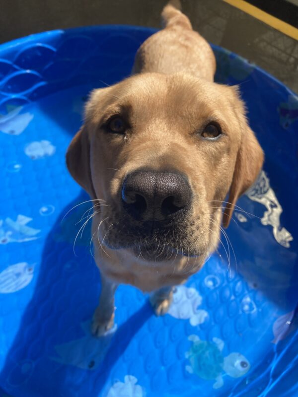 Hastings stands in a small blue swimming pool looking at the camera on a sunny day.