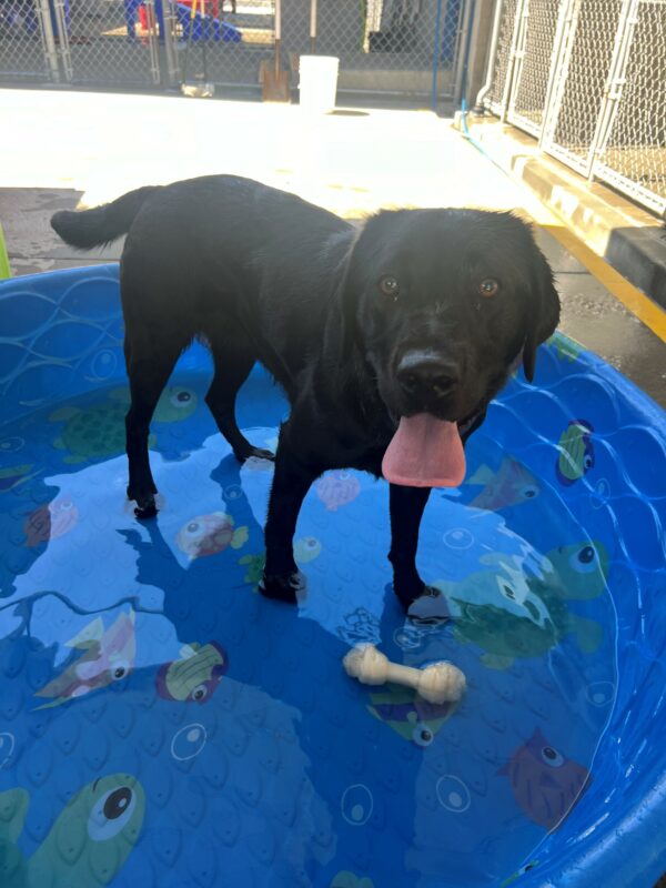 Havana stands in a doggy pool filled with water. Her tongue is hanging out and her fur is wet indicating that she is having a fun time splashing in the water.