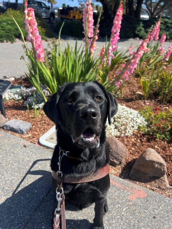 Havana sits in her guide dog harness with her mouth slightly open in a smile. In the background are pink flowers blooming.
