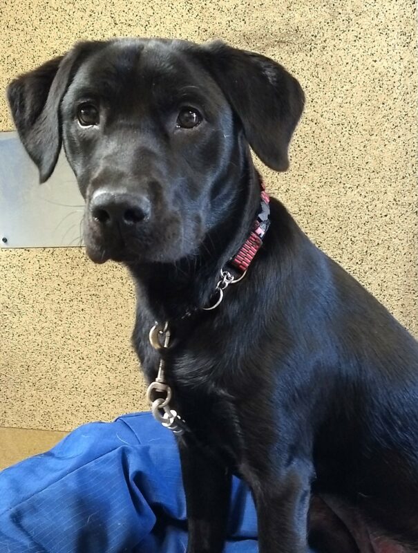 Black lab Havasu is sitting up on a bright blue dog bed and staring into the camera.