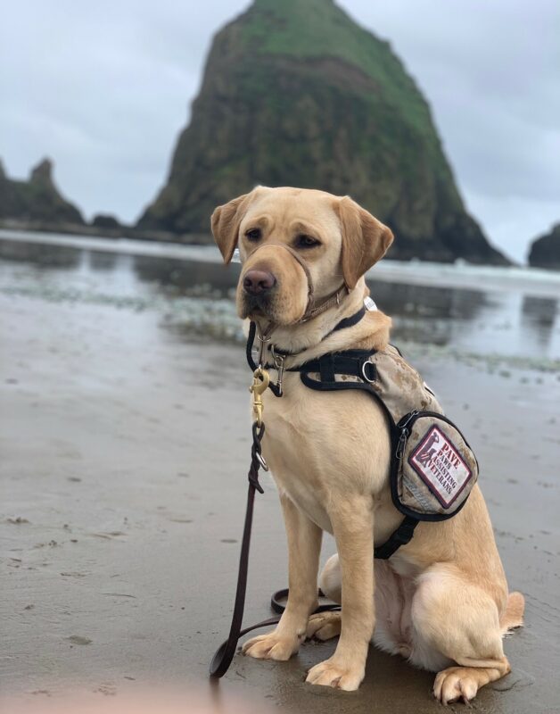Yellow Lab Honesty wearing her PAVE service vest, sitting at Cannon Beach with the huge rock behind her.