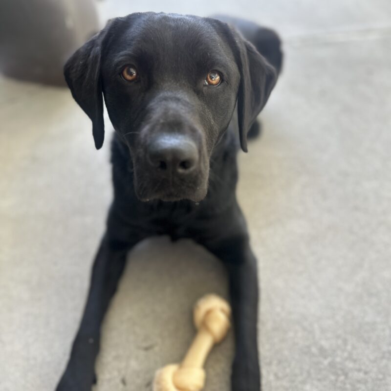 Carly laying down looking at the camera with a Nylabone between her front legs.