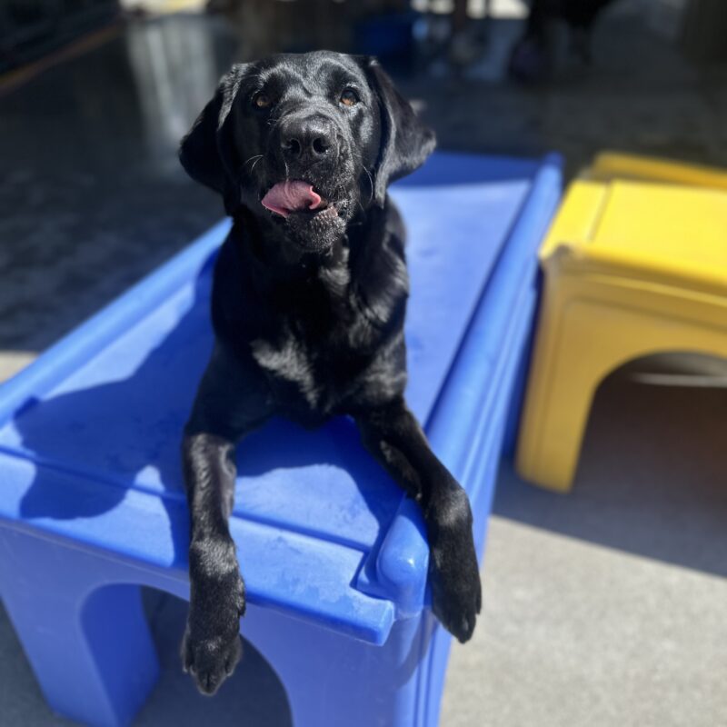 Irva laying on a blue play structure with her tongue out.