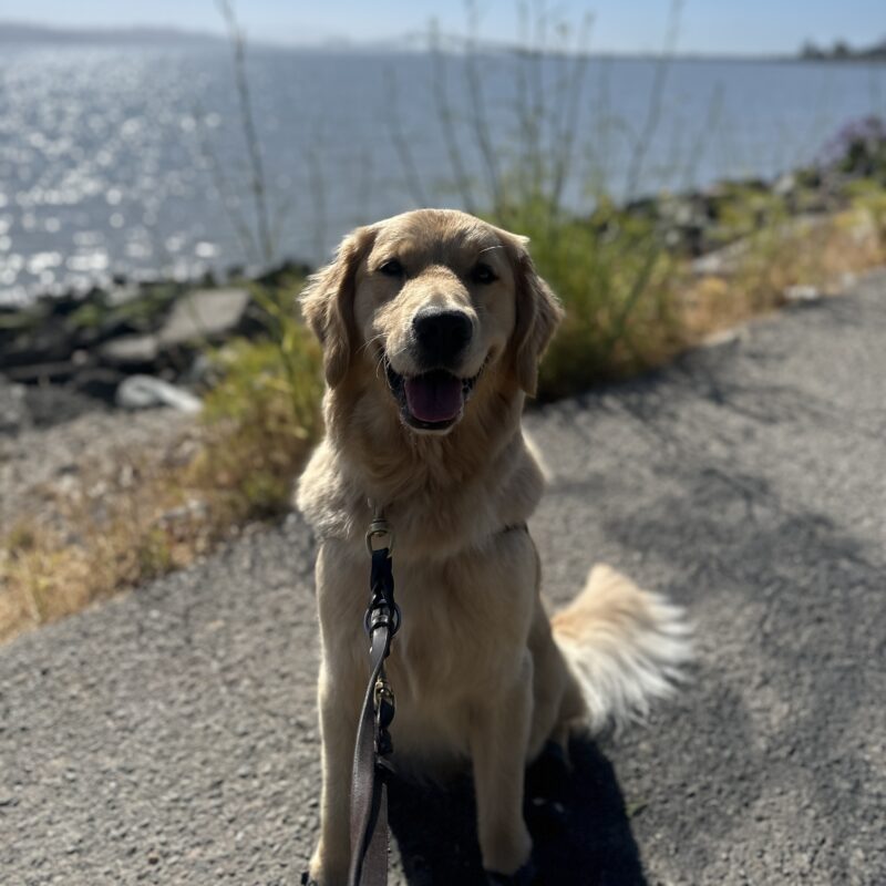 Mars sitting in harness with the bay in the background.