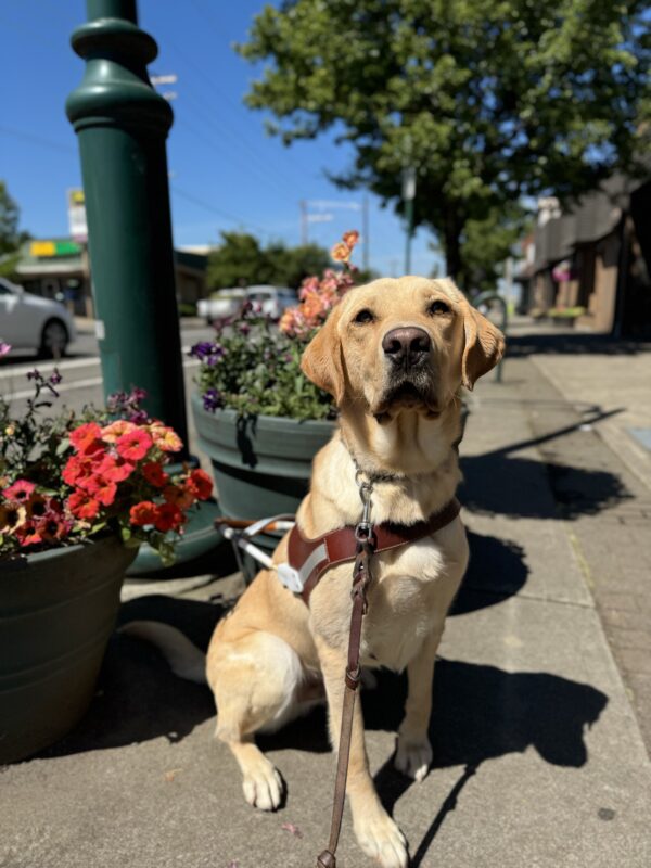 Yellow lab, Jambo, sits in front of many pots of colorful flowers. He is looking into the camera sweetly while wearing his harness.