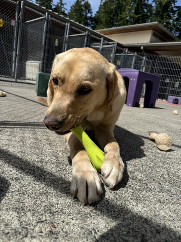 Yellow lab, Jambo, lies on the floor while chewing a lime green stick shaped toy.