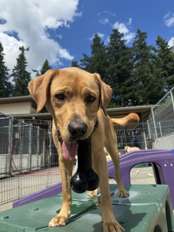 Dark yellow labrador, Jax, stands on a green play structure. He is holding a bone-shaped Kong toy on one side of his mouth while his tongue hangs out on the other side. A bright blue sky is behind him.