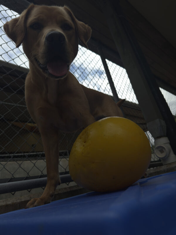 Dark yellow labrador, Jax, stands on a blue play structure and looks in to the camera. His tongue is hanging out of his mouth and a yellow Jolly Egg lies under him.