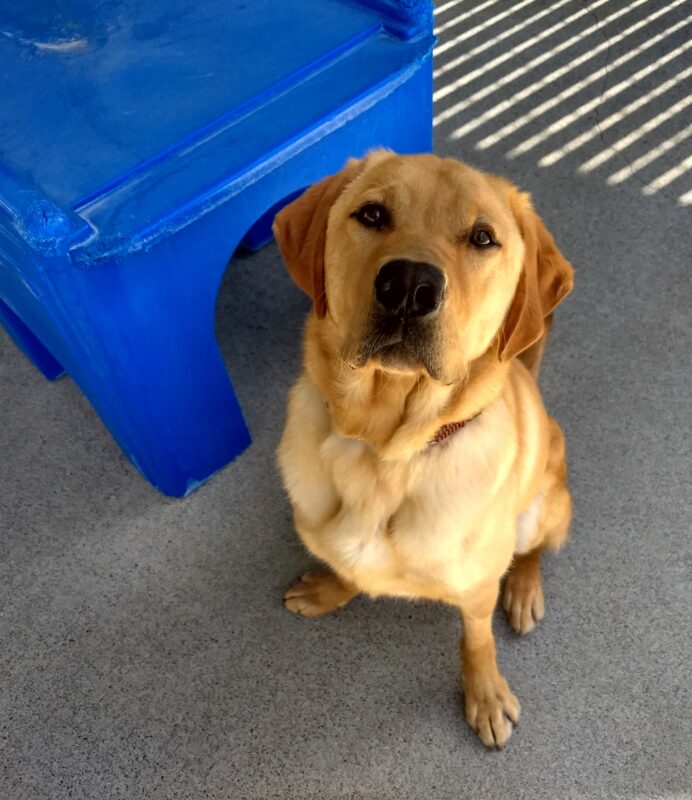 Yellow lab Jenner is sitting outside in a play area with a blue agility structure next to him. He is looking up at the camera.