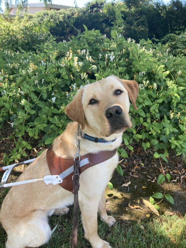 Jericho sits in harness in front of a green plant with flowers behind him and looking directly at the camera.