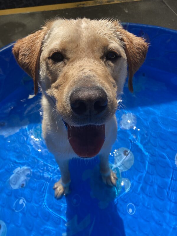 Jericho stands in a small blue swimming pool on a sunny day looking directly at the camera with his tongue hanging out.
