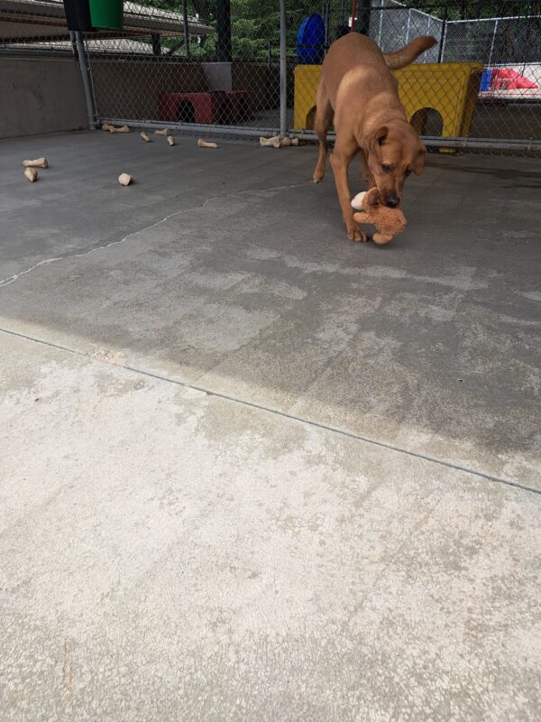 Yellow lab (Jet) running with a brown toy in his mouth.