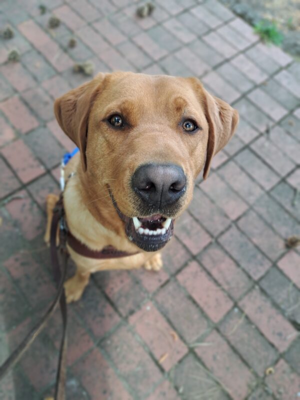 Yellow lab (Jet) sits in harness with red/brown brick under his feet.