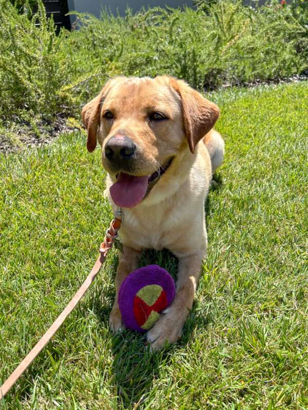 Julio lies in the grass, tongue out, with a purple toy between his front feet, looking off into the distance